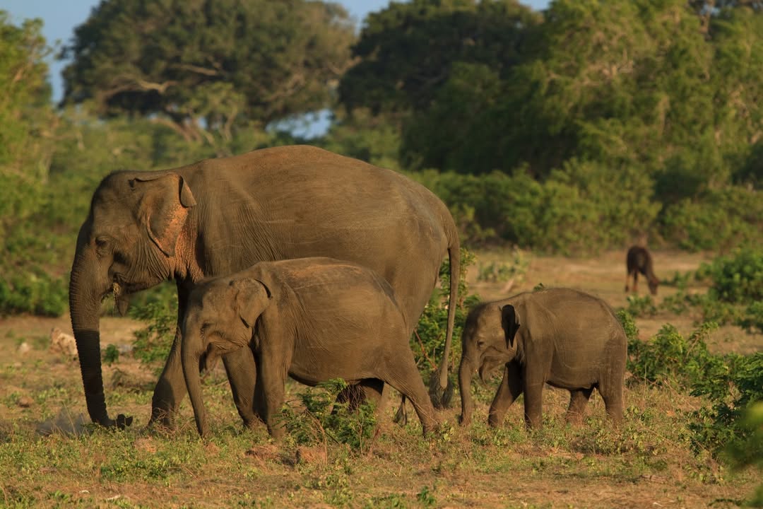 Elephant Safari